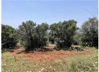 Terreno agricolo in commerciale in Contrada Calandrino