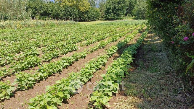 Terreno agricolo in commerciale in Via Vicinale San Martino