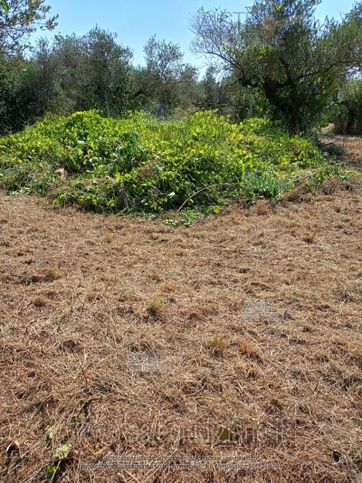 Terreno agricolo in commerciale in Contrada Gallo