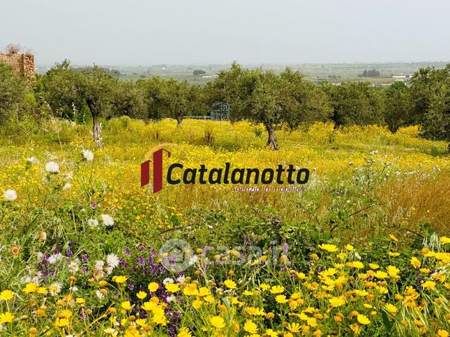 Terreno agricolo in commerciale in Contrada Canalotto 58
