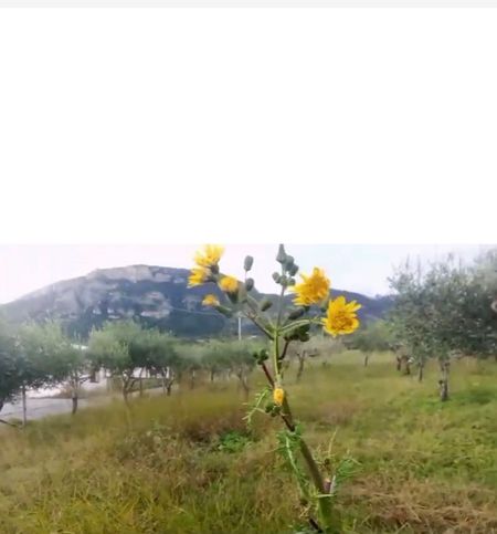 Terreno agricolo in commerciale in Via Vecchia Cilentana