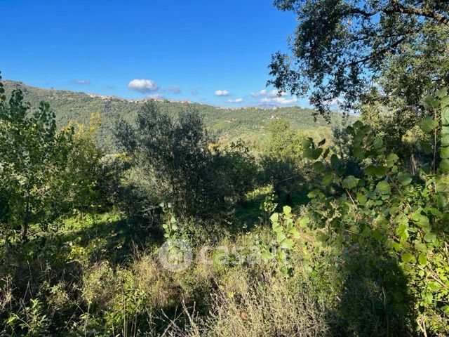 Terreno agricolo in commerciale in san mango