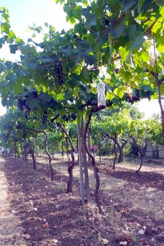 Terreno agricolo in commerciale in Via Pergola 6