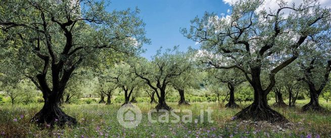 Terreno agricolo in commerciale in Via Lupo