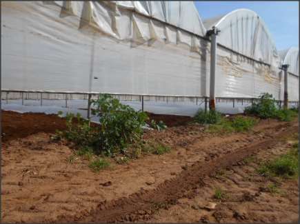 Terreno agricolo in commerciale in Via Randa