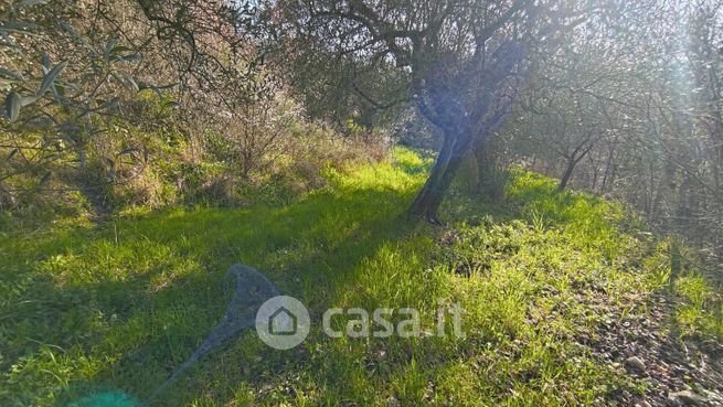 Terreno agricolo in commerciale in Via la Uccetta