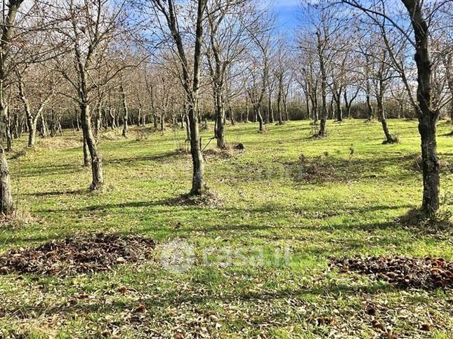 Terreno agricolo in commerciale in Contrada Tufarole
