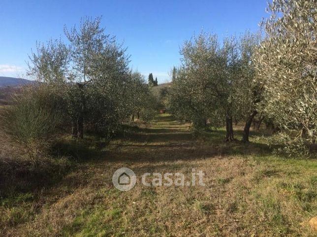 Terreno agricolo in commerciale in Località Piandicampi