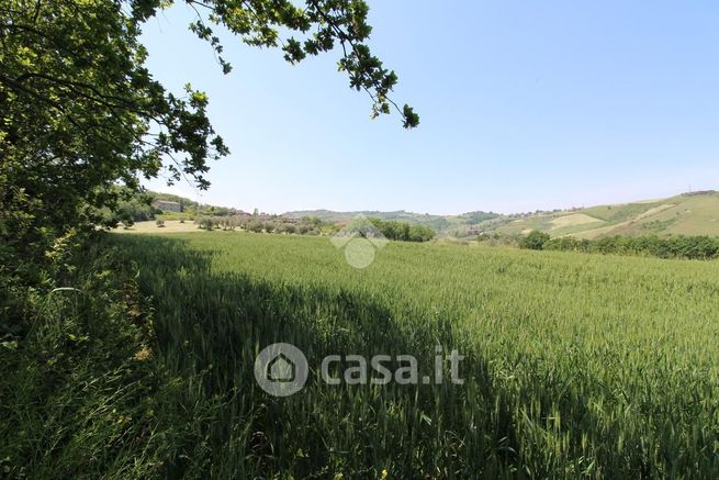 Terreno agricolo in commerciale in Strada Borrana