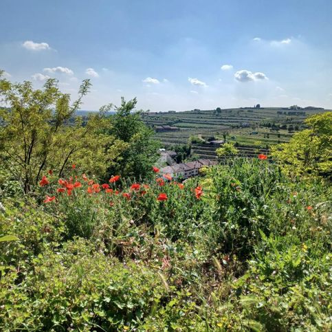 Terreno agricolo in commerciale in Via Brusabosco