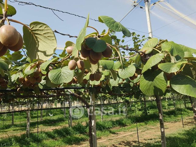 Terreno agricolo in commerciale in 