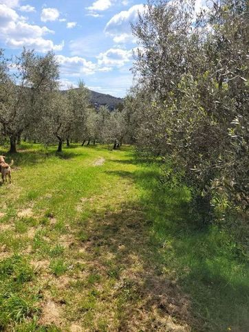 Terreno agricolo in commerciale in Via del Limoncino