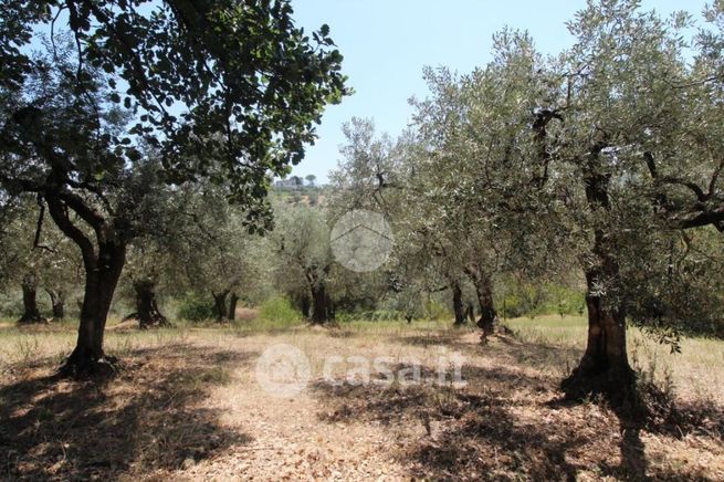 Terreno agricolo in commerciale in Via Salaria Vecchia 190