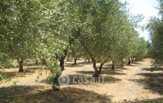 Terreno agricolo in commerciale in Strada Senza Nome