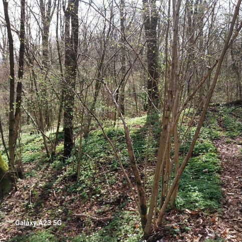 Terreno agricolo in commerciale in Via Meer