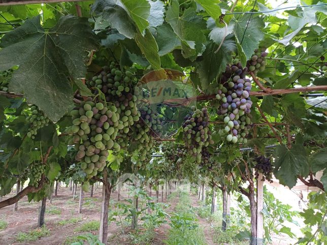 Terreno agricolo in commerciale in Contrada Mazzarronello