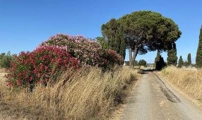 Terreno agricolo in commerciale in 