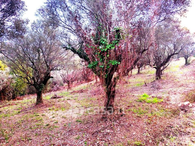 Terreno agricolo in commerciale in Strada di Colle Marocco