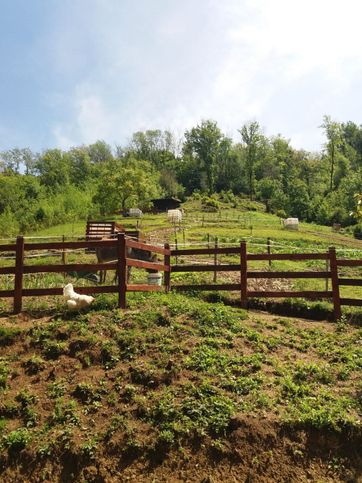 Terreno agricolo in commerciale in burligo