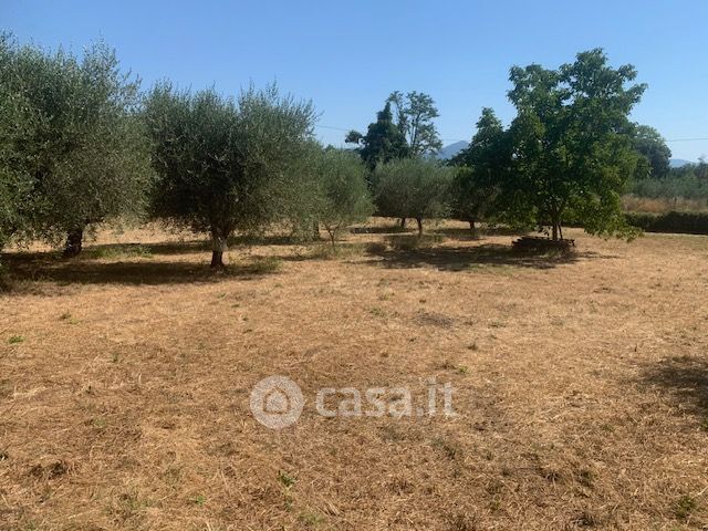 Terreno agricolo in commerciale in trevignanese