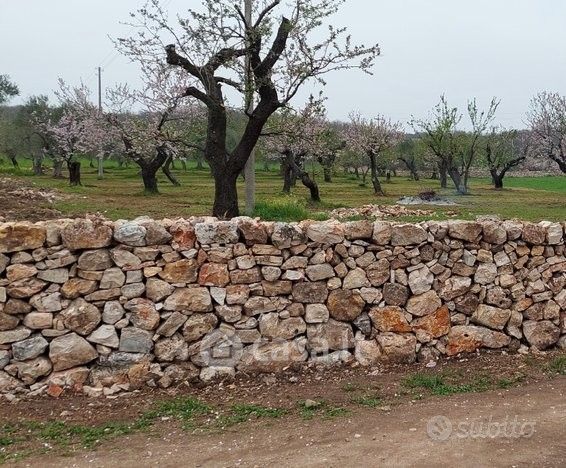 Terreno agricolo in commerciale in 