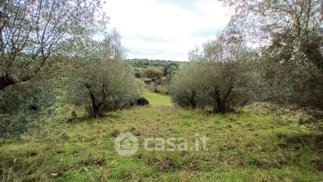 Terreno agricolo in commerciale in Località pian di mola 1