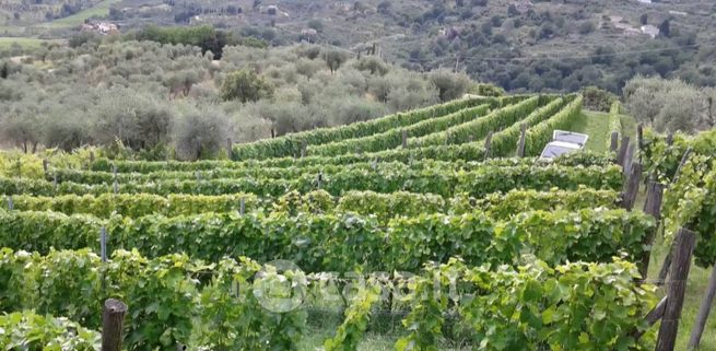 Terreno agricolo in commerciale in Via di Valgiano