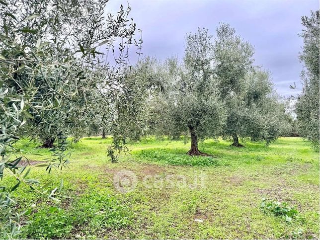 Terreno agricolo in commerciale in Viale Cariati