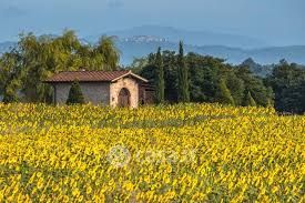 Terreno agricolo in commerciale in Località Uliveta 59
