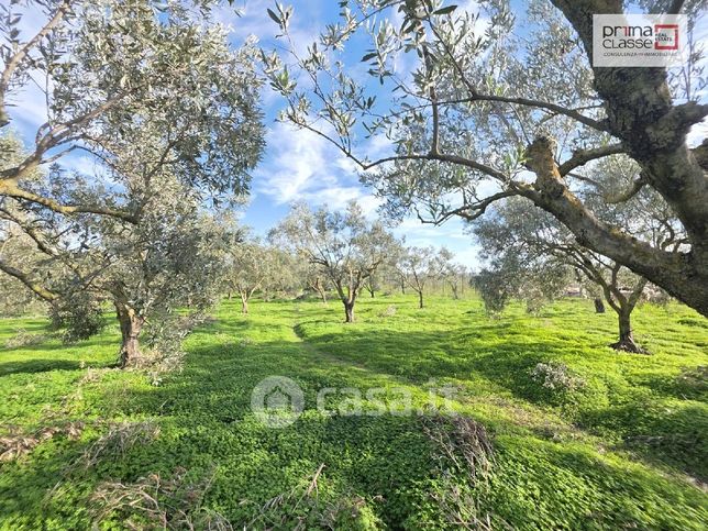 Terreno agricolo in commerciale in Borgo capraro