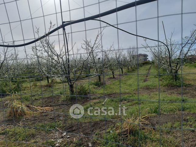 Terreno agricolo in commerciale in Via Vicinale Masseria