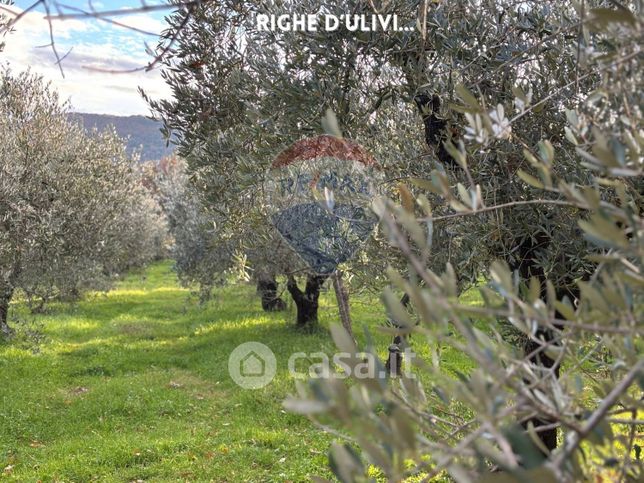 Terreno agricolo in commerciale in Via Massetana Sud