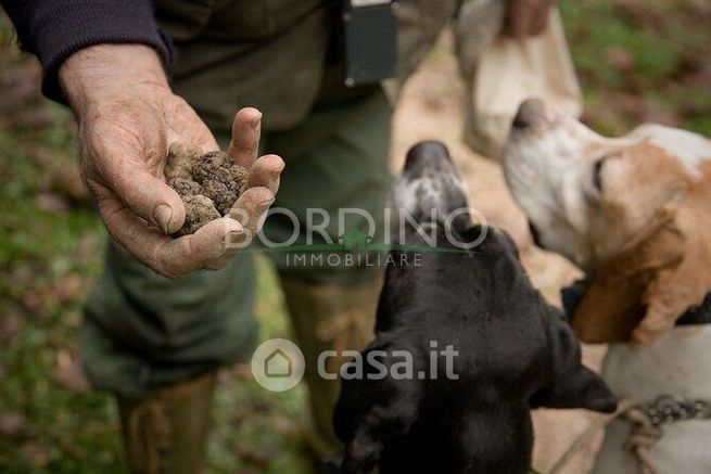 Terreno agricolo in commerciale in 