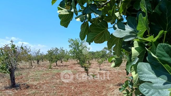 Terreno agricolo in commerciale in 