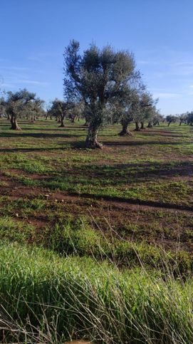 Terreno agricolo in commerciale in Contrada Signoranna