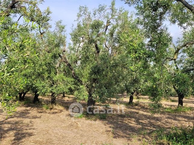Terreno agricolo in commerciale in Strada Provinciale 96