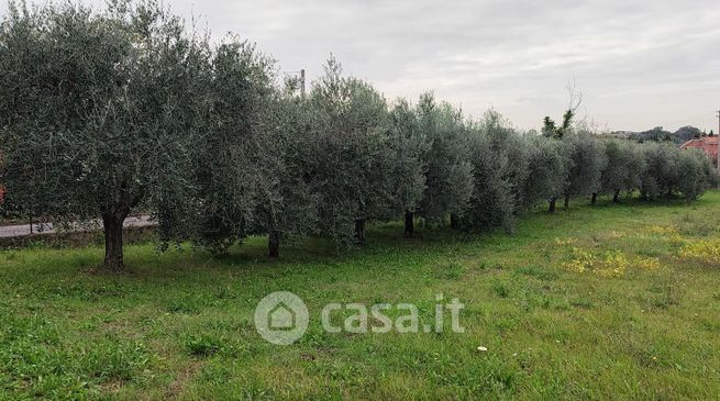 Terreno agricolo in commerciale in Via di Campo Vecchio 34