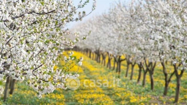 Terreno agricolo in commerciale in Via Massafiscaglia