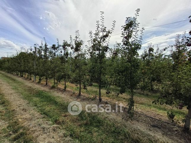 Terreno agricolo in commerciale in Via Lombardina