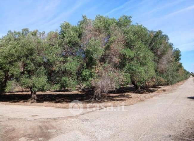 Terreno agricolo in commerciale in Strada Senza Nome