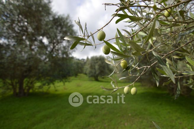 Terreno agricolo in commerciale in Strada Comunale Montana