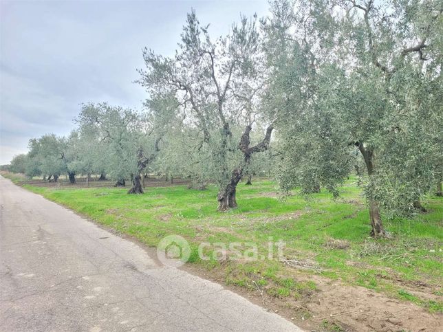 Terreno agricolo in commerciale in Strada Comunale Vecchia di Barletta