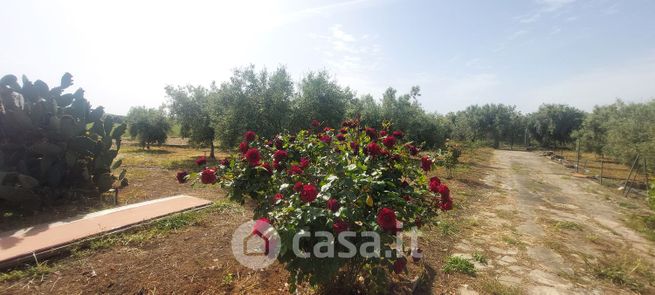 Terreno agricolo in commerciale in Contrada SAN FRANCESCO