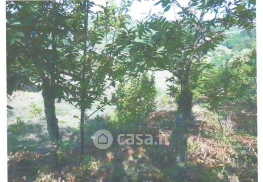 Terreno agricolo in commerciale in Contrada Baiardo
