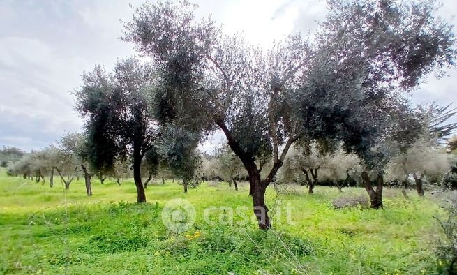 Terreno agricolo in commerciale in Strada Vicinale Mandra di l'Ainu