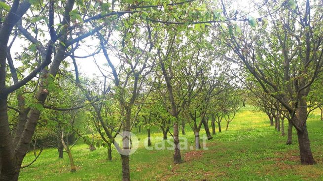 Terreno agricolo in commerciale in 