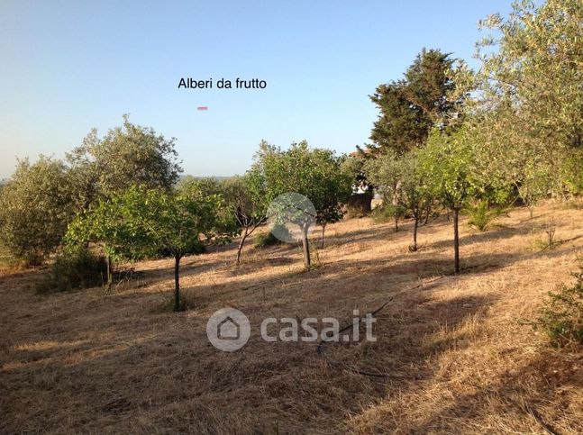 Terreno agricolo in commerciale in Strada Vicinale Punta Moro 1