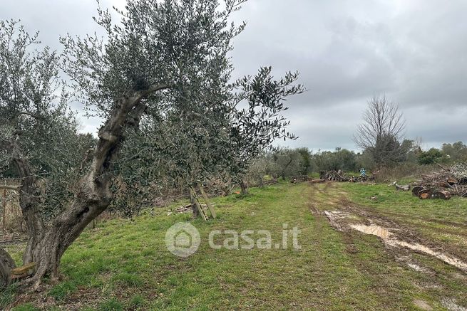 Terreno agricolo in commerciale in Località La Fiammetta 198