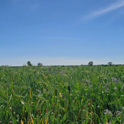 Terreno agricolo in commerciale in Via Croce di San Silviano