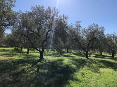 Terreno agricolo in commerciale in Via di Castelleone